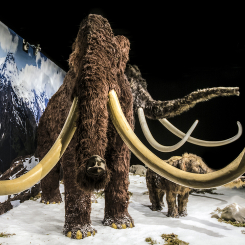 <div>Выставка «Гиганты ледникового периода» 29.1. – 14.8.2016</div>