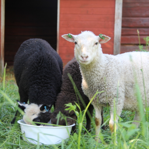 <div>О состоянии прибрежных музейных лугов в летние месяцы заботятся овцы. Фото: Музей Саариярви / Янне Тимпери</div>